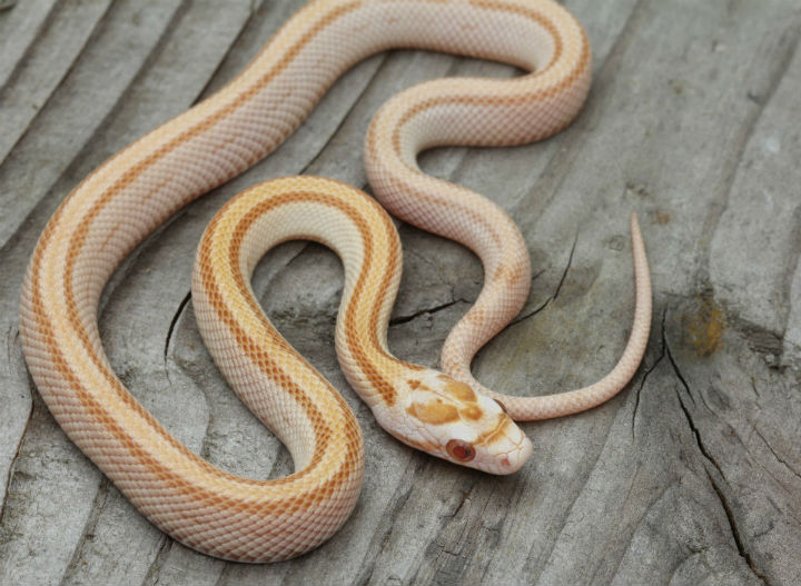 Striped Butter Corn Snake